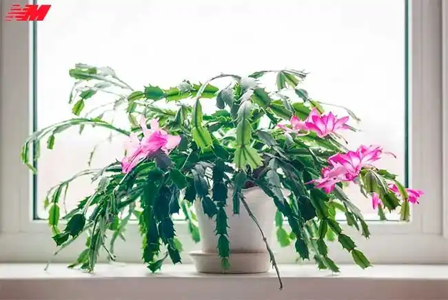 Особливості цвітіння кімнатних рослин
