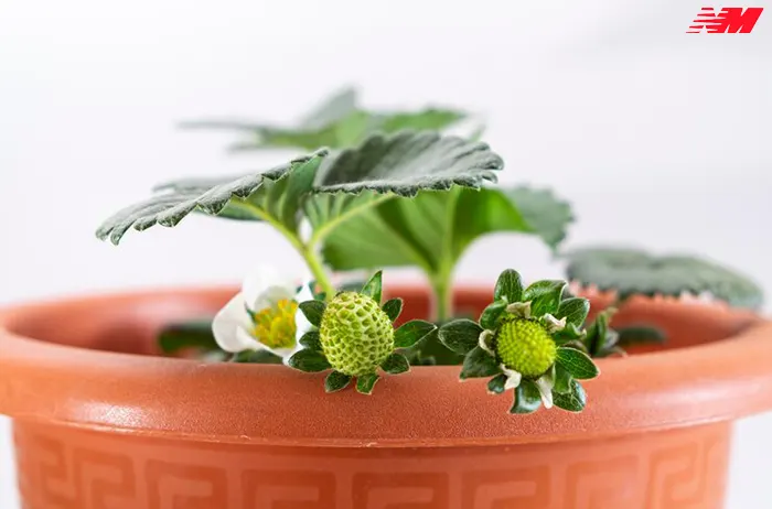 Догляд за Каланхое