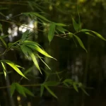 Бамбук: найшвидша рослина планети, яка змінила цивілізацію