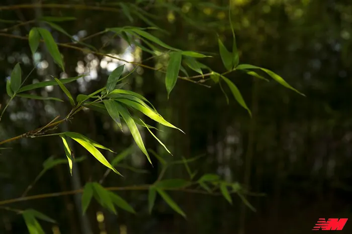 Бамбук: найшвидша рослина планети, яка змінила цивілізацію
