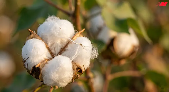 Бавовняне волокно — натуральні волокна бавовни на рослині